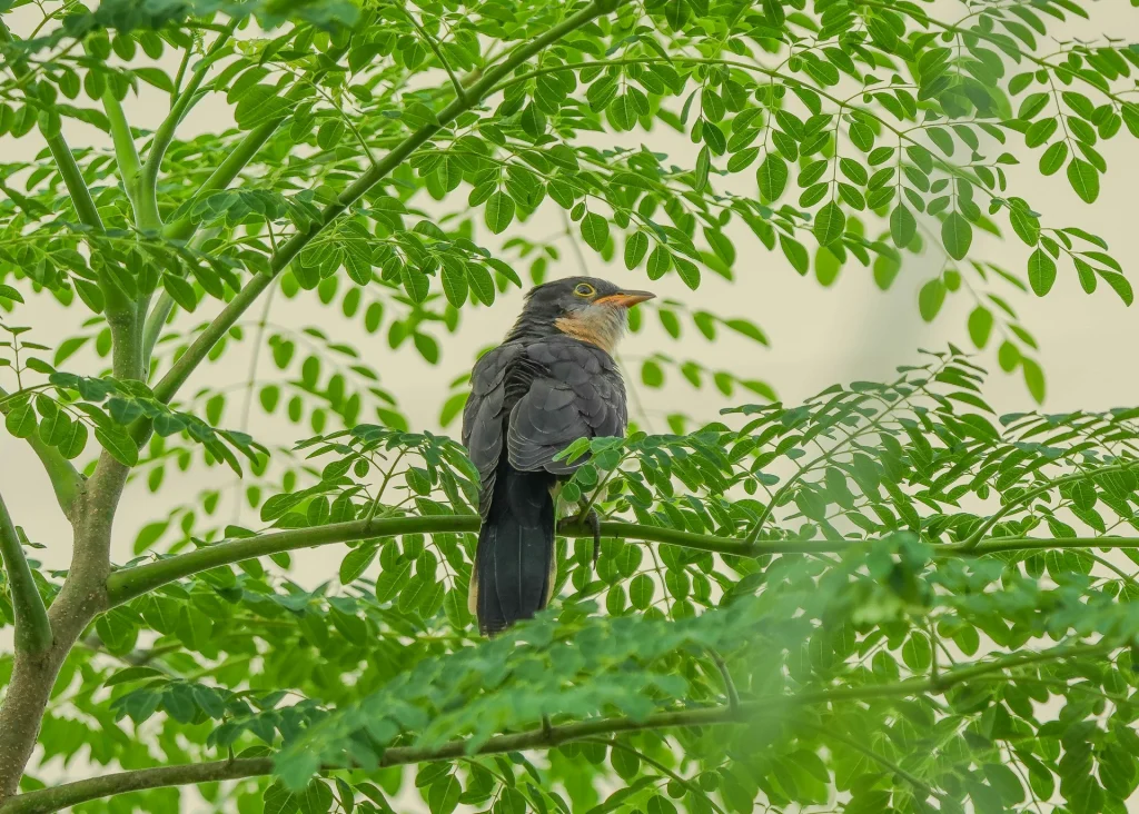 BIO Moringa Plant with a Bird